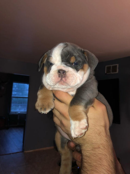 Welcome Home: A Guide to Bringing Your Bully Breed Puppy Home