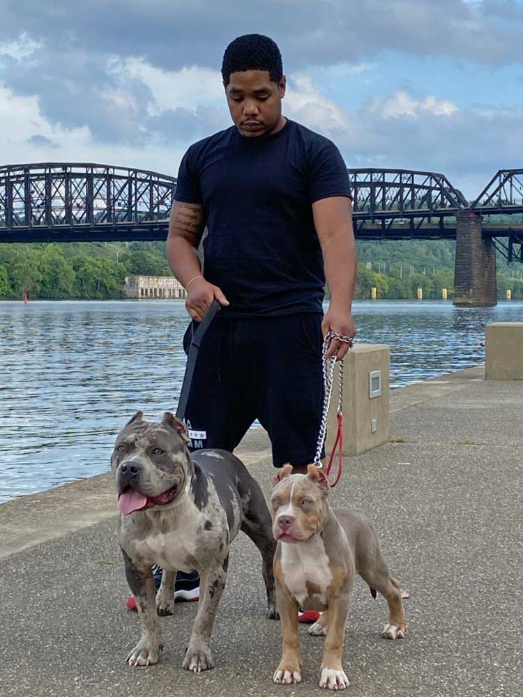 2500 Bully Yard: XL American Bully Breeder | Pittsburgh, PA