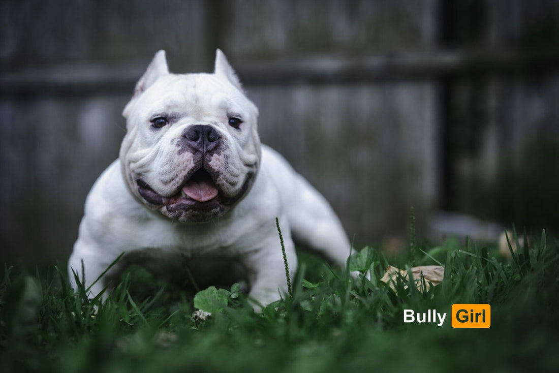 How can I use the Bully Girl App to find Puppies Near Me?