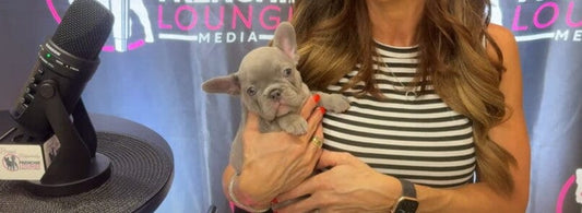 Inside the World of French Bulldogs: Lorraine Smith’s Passion for For the Love of Frenchies