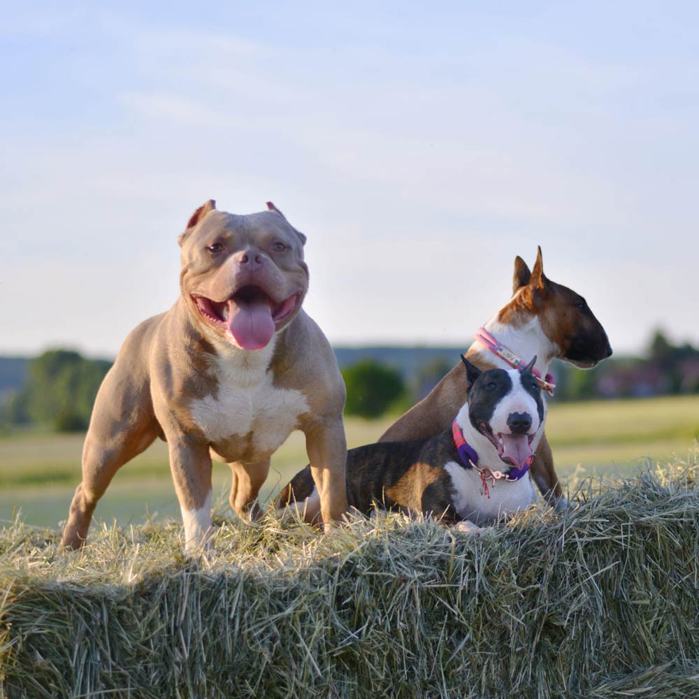 What are the American Bully Colors?