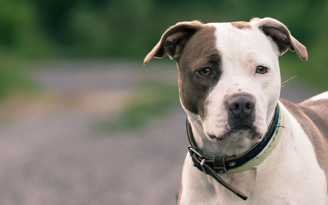 Understanding the American Pit Bull Terrier: A Misunderstood Companion