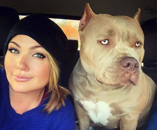 Ash & Stone Bullies: Pocket American Bully Breeder in Massachusetts