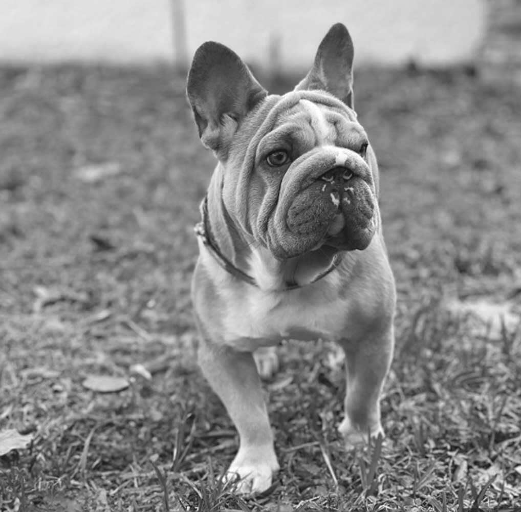 Big Rope French Bulldogs 101: Everything You Need to Know About this Unique Breed