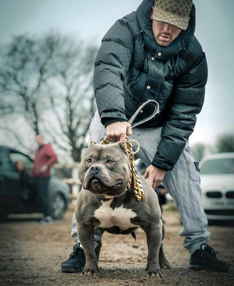 Boston Bullies: American Bully Breeder in the UK