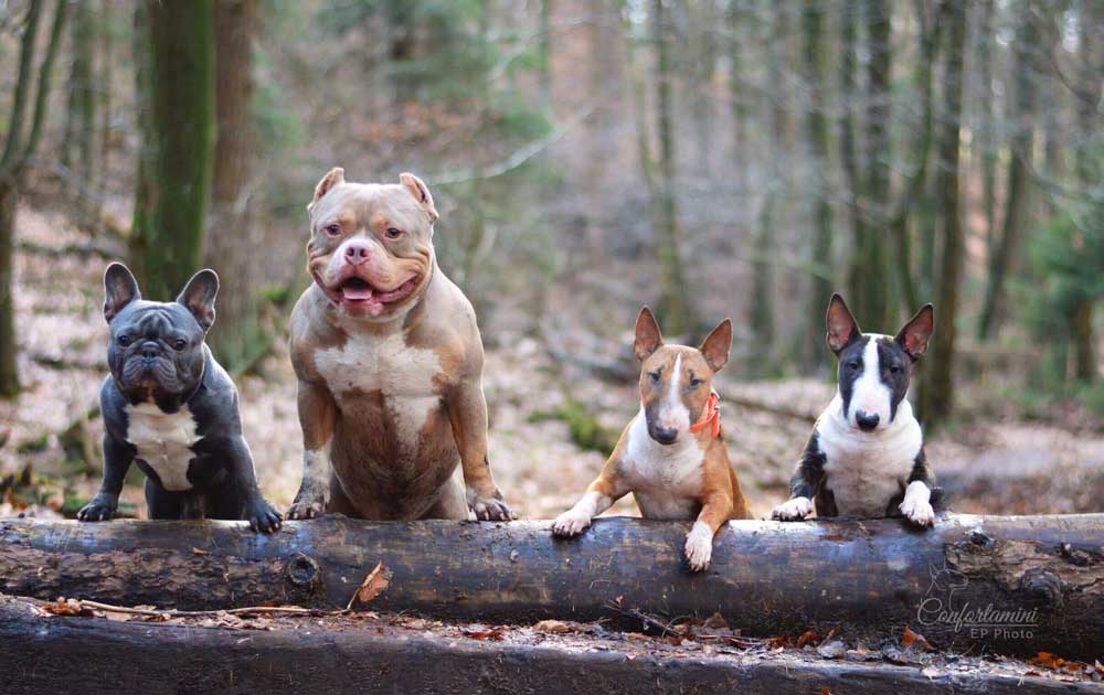 Bully Dog Breeds at ABKC dog show.