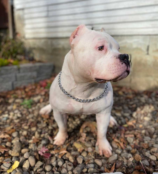 Coal Mountain Bullies | Pocket and XL Bully Breeder in West Virginia