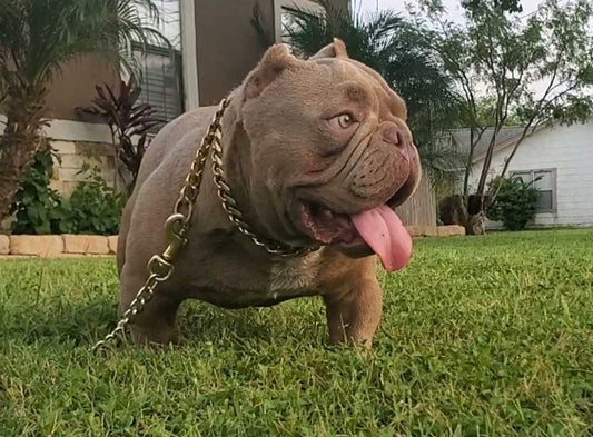 Crooked City Bullys: Exotic Bully Breeder