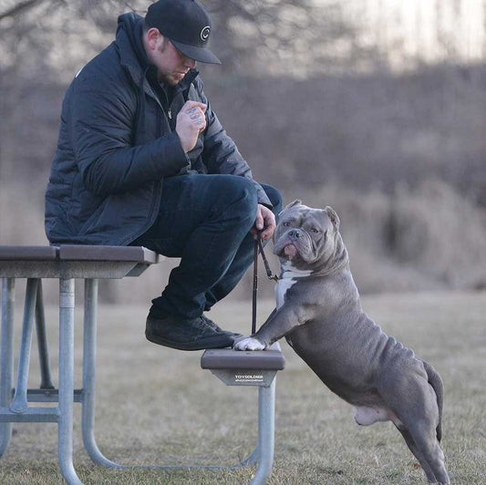 Dab Co (Dimas American Bully Company): Standard & Pocket American Bully Breeder