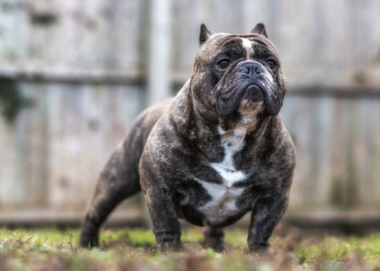 Goat Milk Soap for Bully Breed Dogs