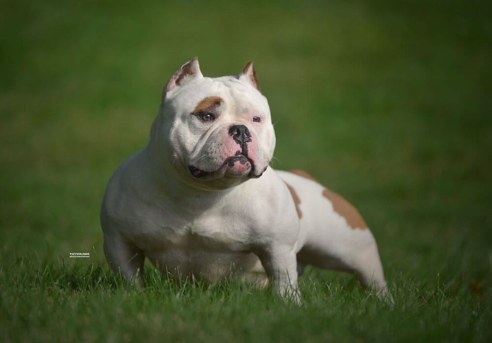 Dominator Bullys: American Bully breeder