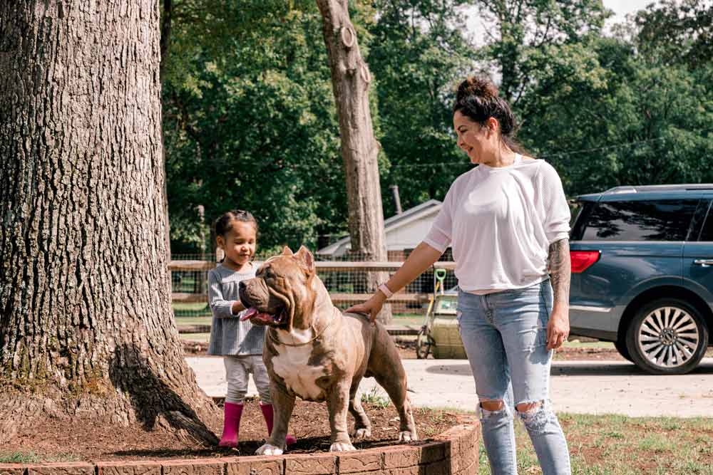 Exquisite Bullys | XL American Bully Breeder in South Carolina