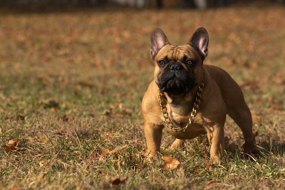 French Bulldog Temperament | What you need to Know! | BGM Warehouse