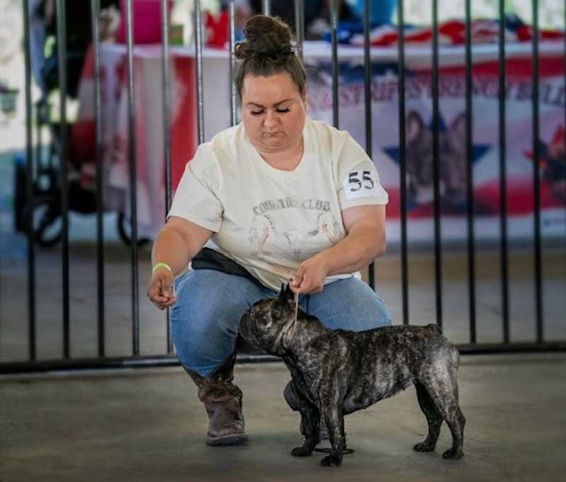 French Bulldogs for Sale: The Gracious Frenchies Difference