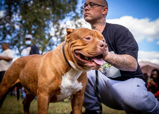 Hard2See Bullies | American Bully Breeder in Virginia