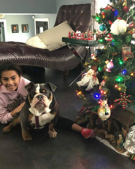 What Foods to Share with Your Bully Breed Dog This Christmas