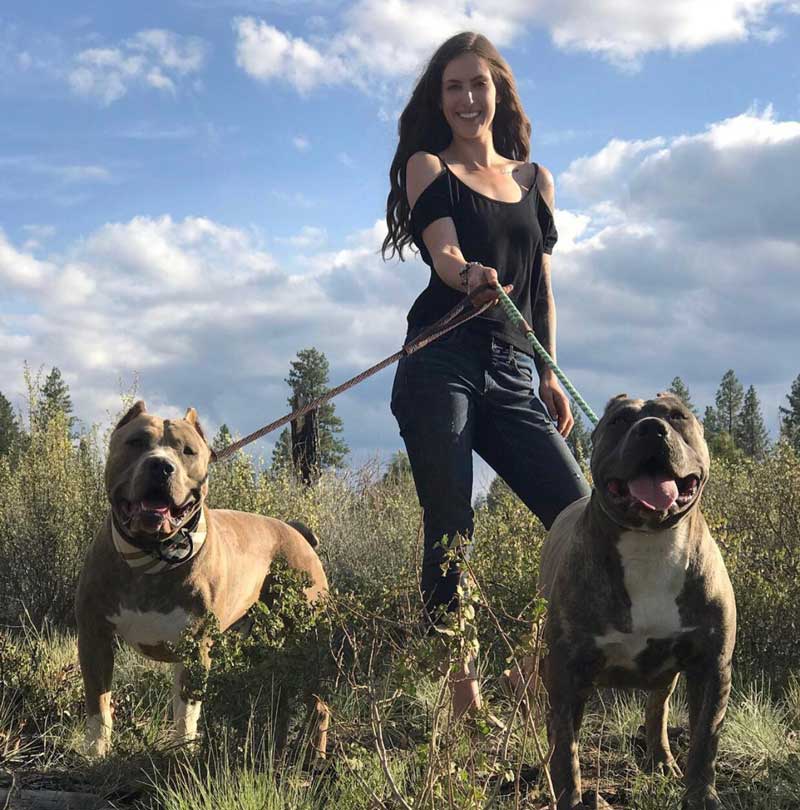 Ideal K9s: XL and XXL American Bully Breeder in Oregon