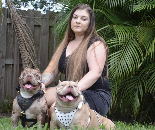 Beauty and the Beast Fashion Kennel: Pocket and Micro American Bully Breeder in Florida