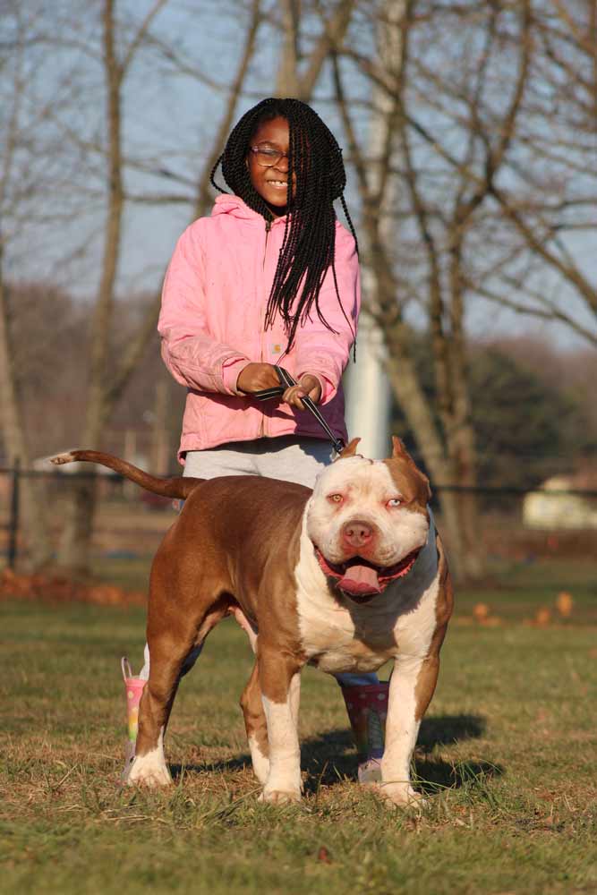 Keystone Blueprint Kennels | XL American Bully Breeder in PA