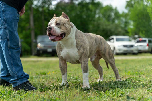 The Ultimate Way to Make Your Pit Bull Bigger and More Muscular