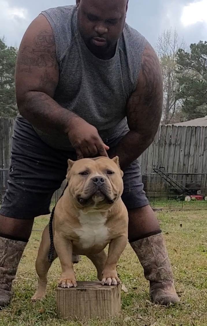 Lowes Bullys: Pocket American Bully Breeder in Mississippi