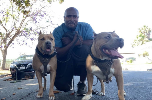 Maineline Kennels: American Bully Breeder in California