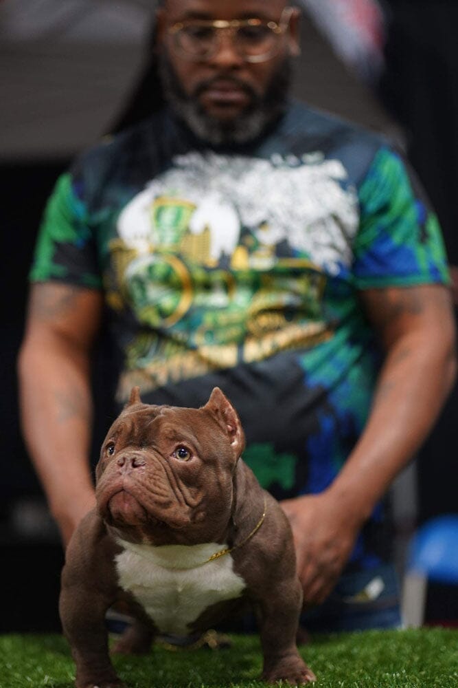 MoneyTrain Kennels: Exotic Bully Breeder in Georgia