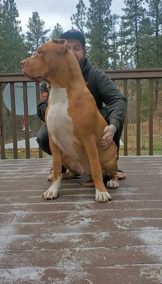 Northwest TNT XXL Bullies | XL American Bully Breeder in Washington