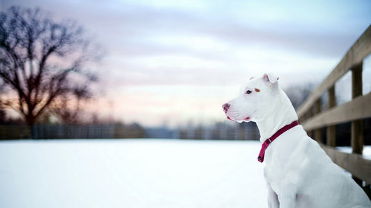 Caring for Bully Breed Dogs during the winter season!