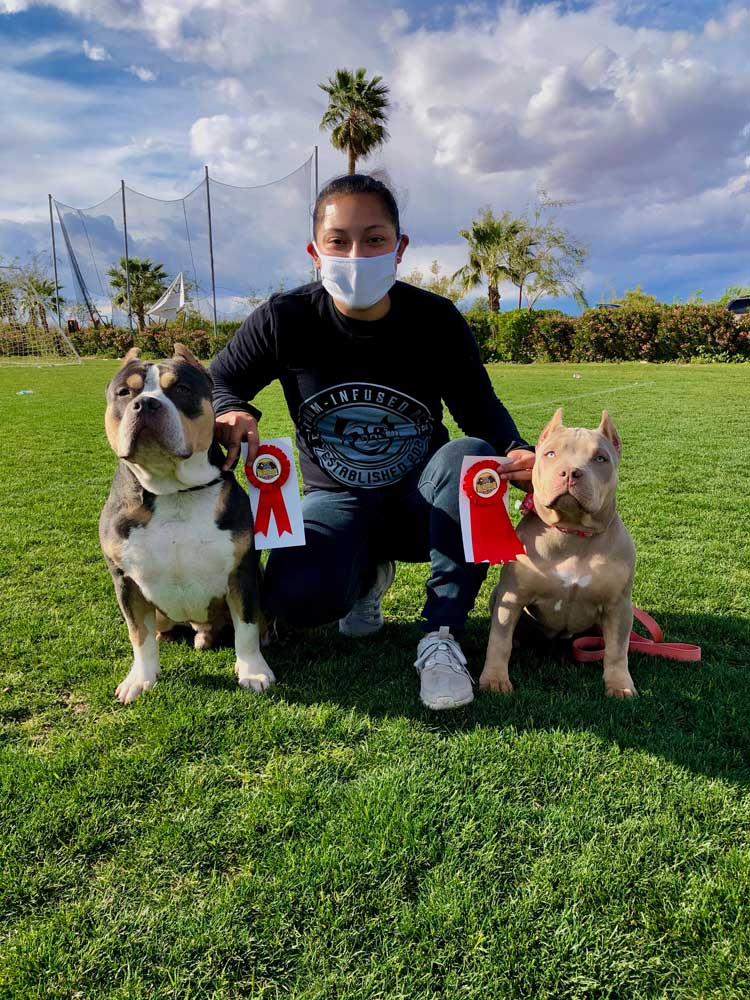 Platinum-Infused Bullies: American Bully Breeder in Arizona