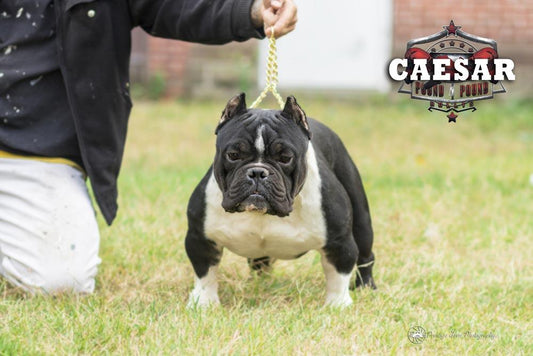 Pound 4 Pound Bullys: American Exotic Bully Breeder | Connecticut