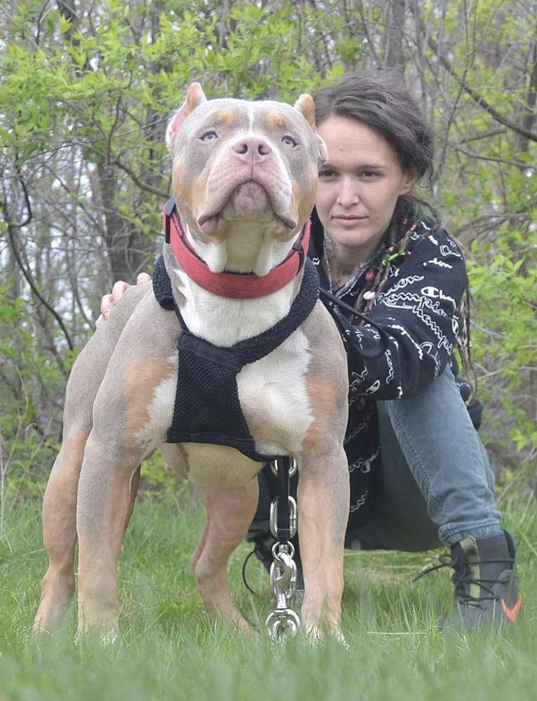 Proficient Compound: American Bully Breeder in Michigan