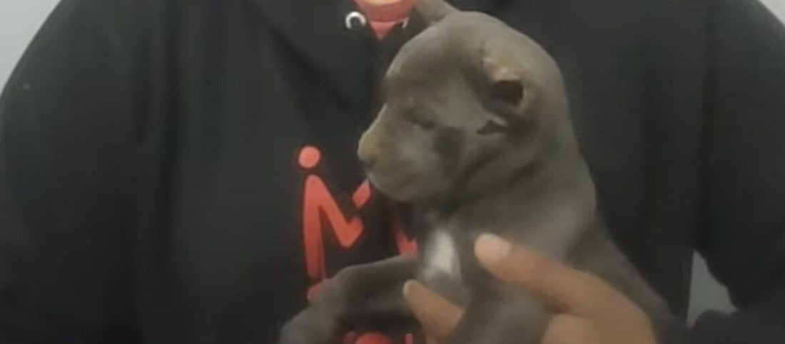 5 Life-Changing Tips to Grow Your Cane Corso Breeding Business