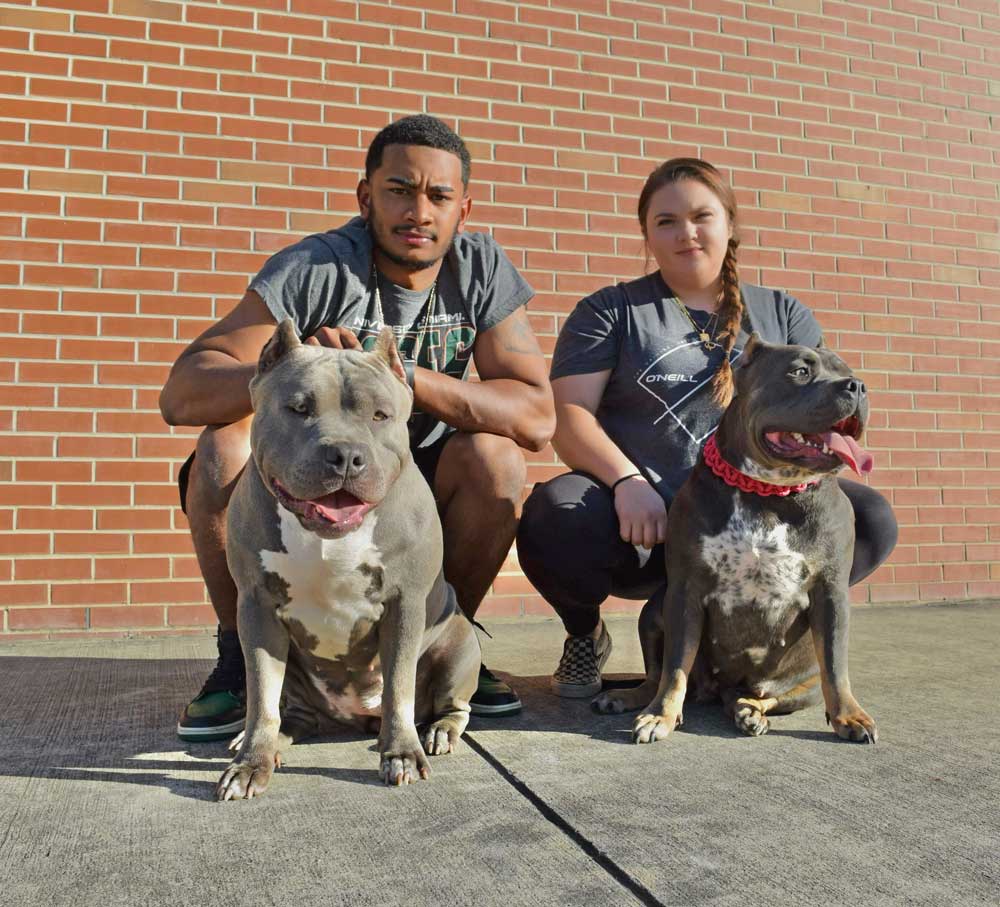 Rare Blood Kennels: American Bully Breeder in Florida