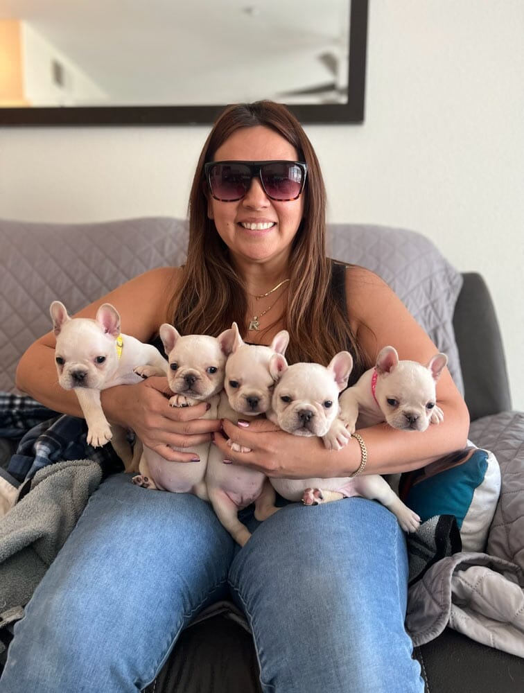 Roman Frenchies: French Bulldog Breeder in California