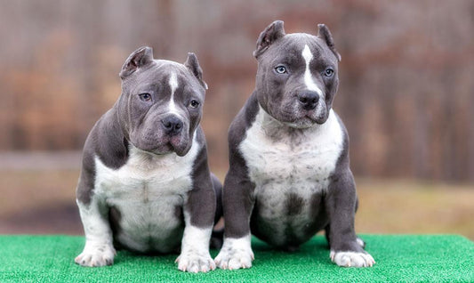 Searching for an Apartment? Pit Bull and Bully Breed Discrimination