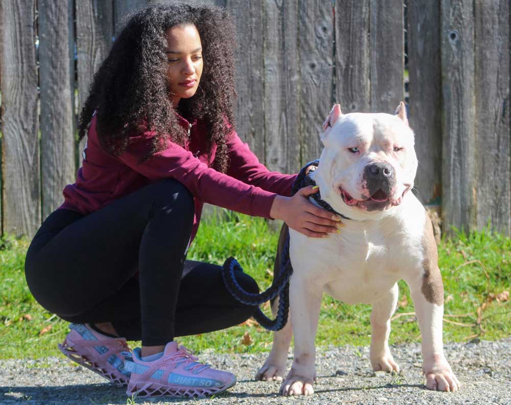 Seattle XL Bullies: XL American Bully Breeder in Washington