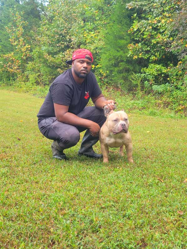 Sellers American Bullies: American Bully Breeder in North Carolina