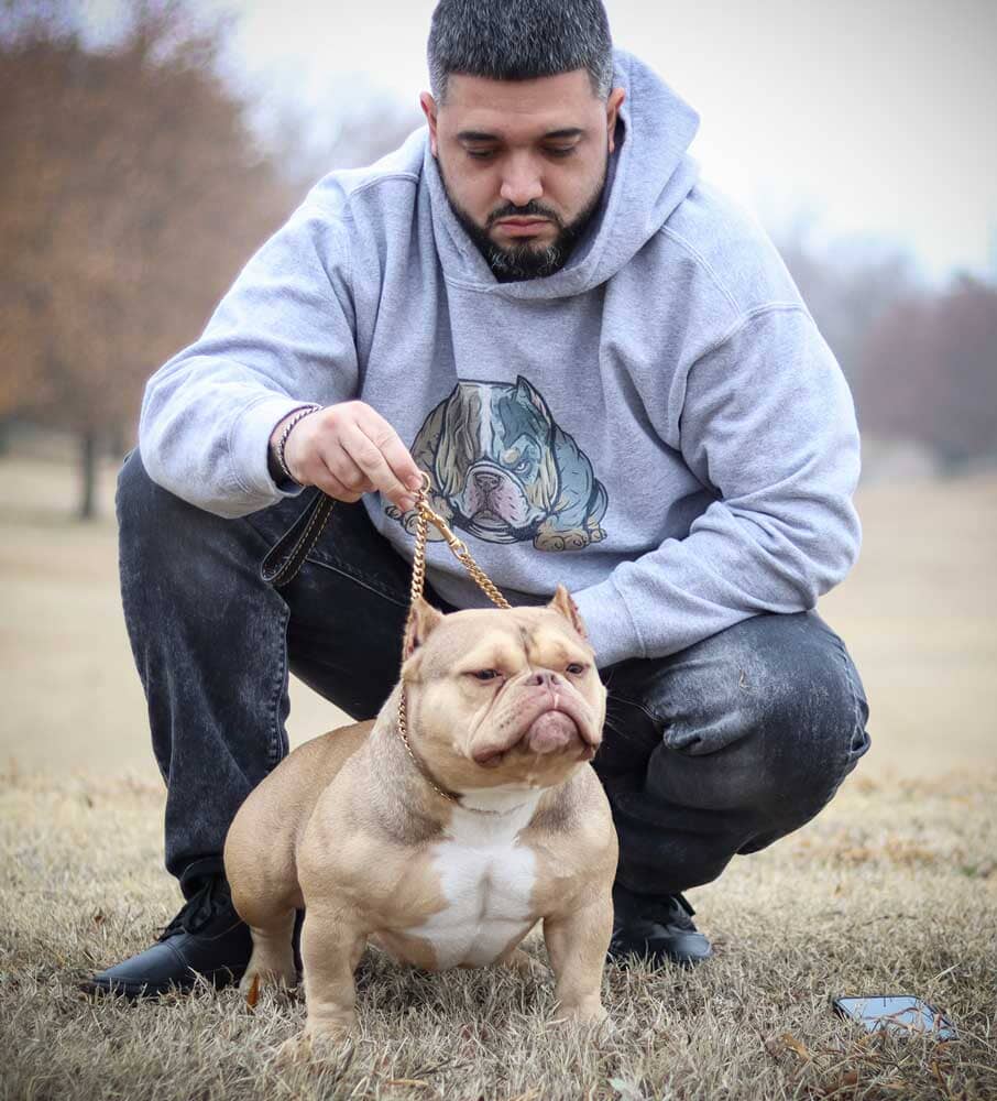 SM Mini Bullies: Miniature American Bully Breeder in Oklahoma