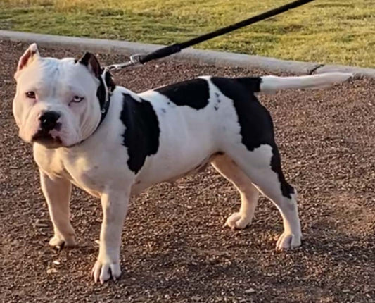 Something Special Bullies: American Bully Breeder in Texas