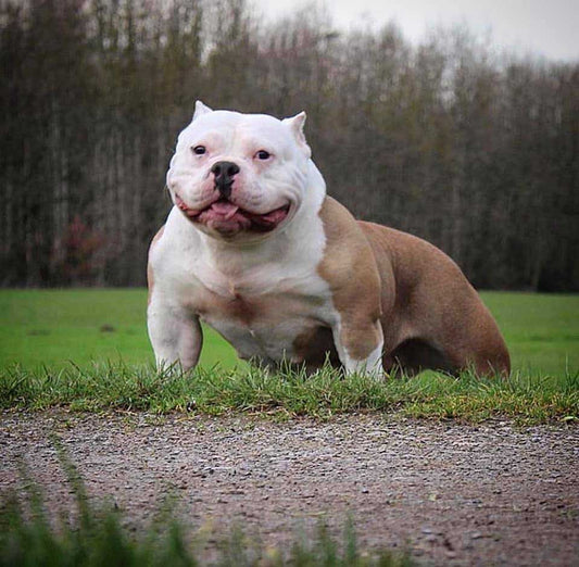 Southside Muscle Australia: American Bully Breeder