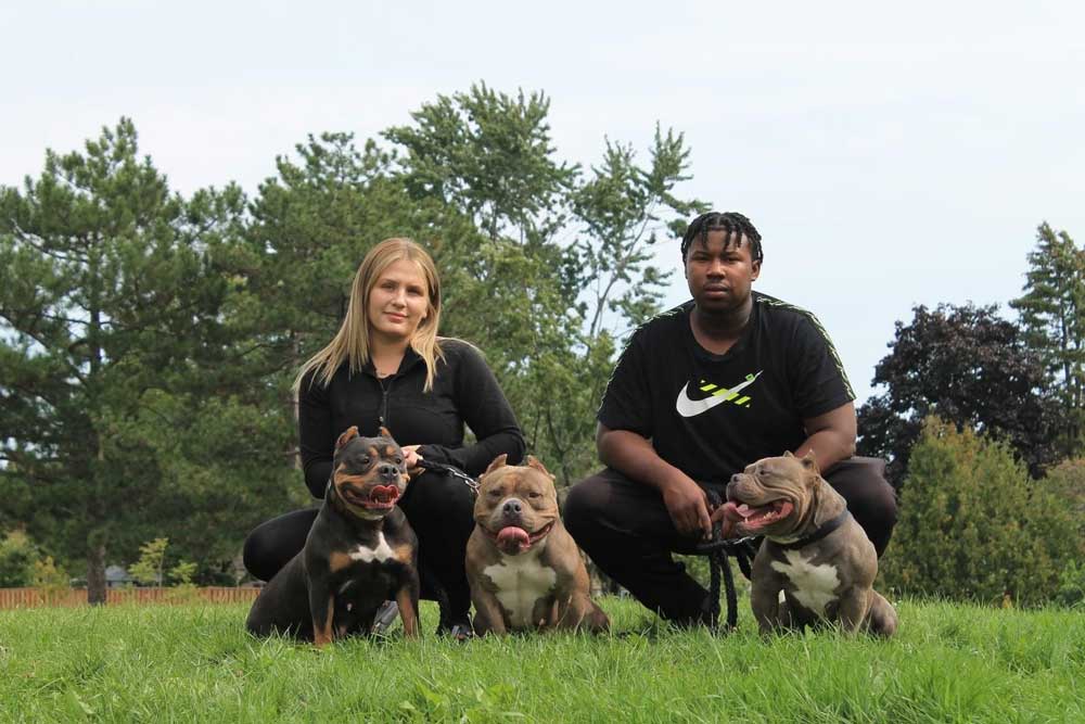 Storm City Kennels: Pocket and Micro Bully Breeder in Canada