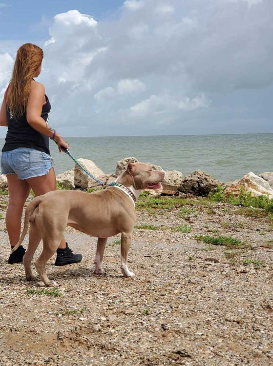 ThickSkull Bullies - Standard and XL American Bully Breeder