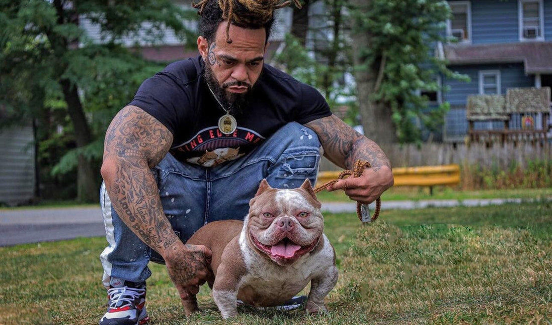 Traffic Jam Bullz: Exotic, Micro and Nano Bully Breeder in North Jersey