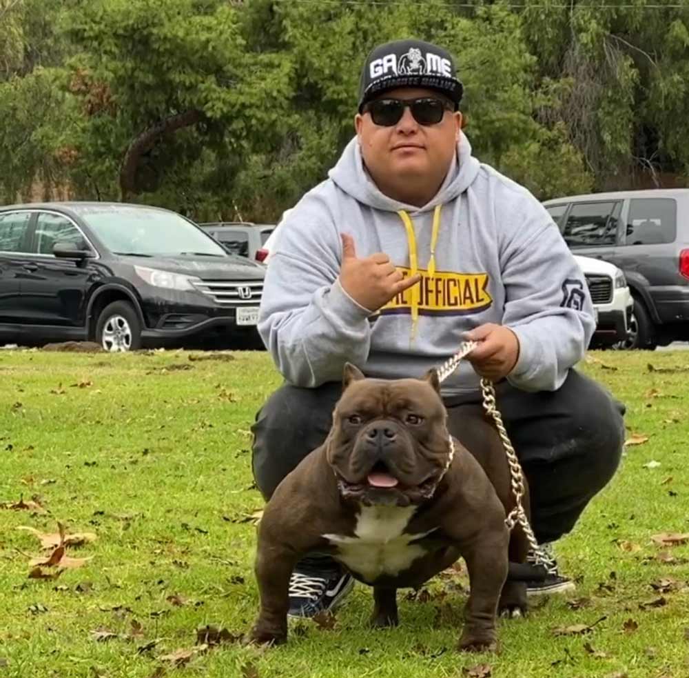 Ultimate Bullyz: American and Extreme Exotic Bully Breeder in California