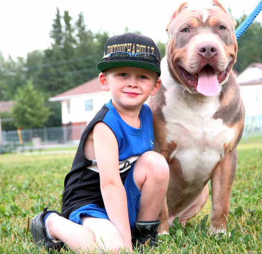 ABKC and the American Bully Breed