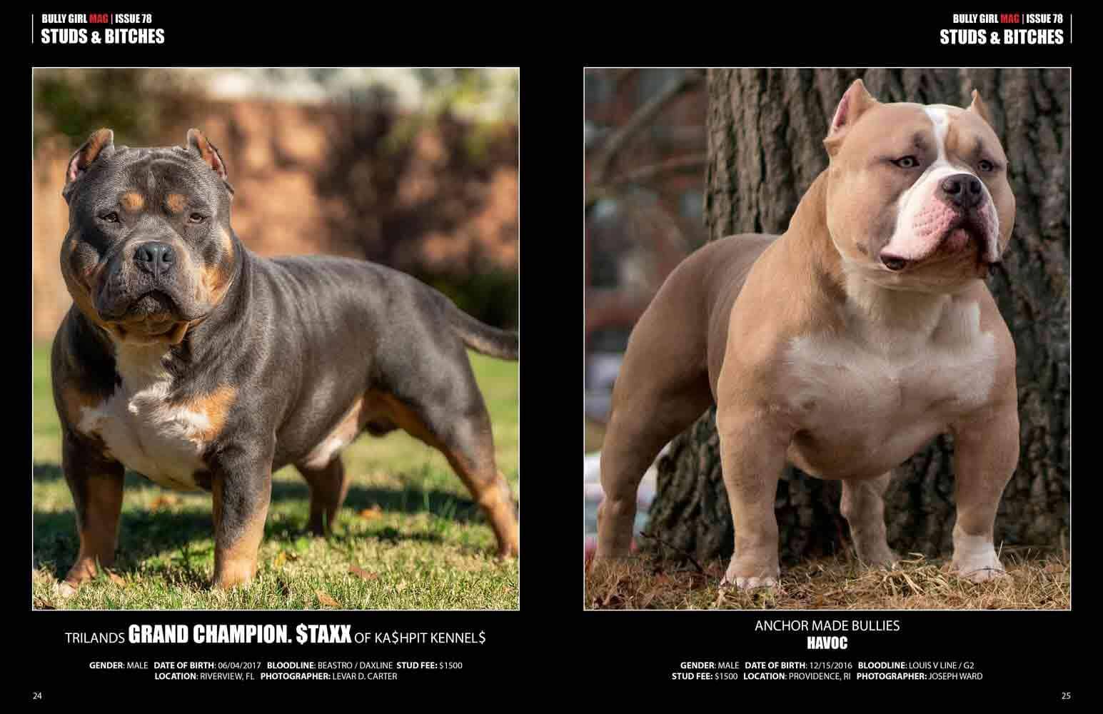 Bully Girl Magazine Full Page Ad - BGM Warehouse - The Best Bully Breed Magazines, Clothing and Accessories