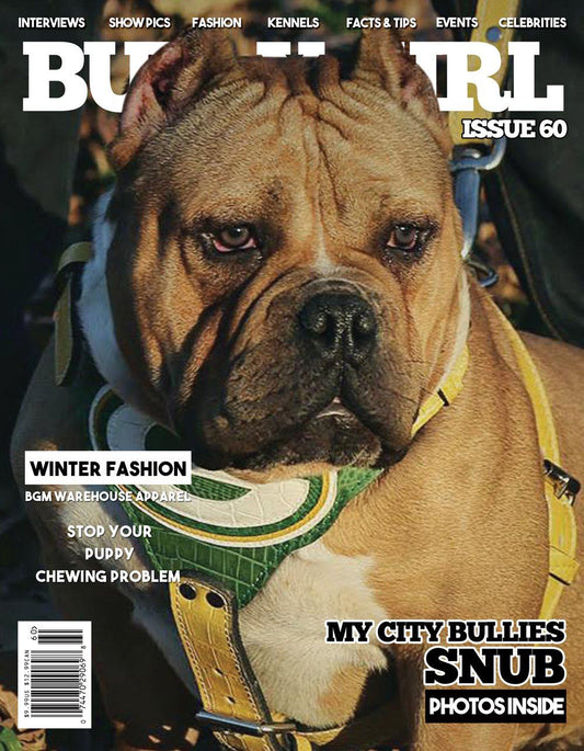 Bully Girl - Digital Issue 60 - BGM Warehouse - The Best Bully Breed Magazines, Clothing and Accessories