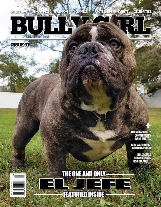 Bully Girl - Digital Issue 71 - BGM Warehouse - The Best Bully Breed Magazines, Clothing and Accessories