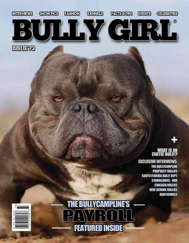 Bully Girl - Digital Issue 73 - BGM Warehouse - The Best Bully Breed Magazines, Clothing and Accessories